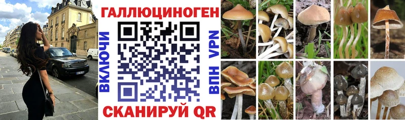 где найти   Уржум  Псилоцибиновые грибы Psilocybine cubensis 